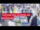 VIDEO. La sardine, star du jour à Saint-Gilles-Croix-de-Vie