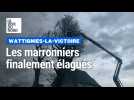 Les marronniers de Wattignies-la-Victoire sont en train d'être abattus