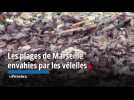 Les plages de Marseille envahies par les vélelles