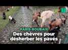 Des chèvres utilisées pour désherber les pavés de la course Paris-Roubaix