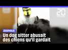Maltraitance animale : Un dog sitter abusait sexuellement des chiens qu'il gardait