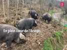 Au coeur de l'Ariège, Franck Lamotte est propriétaire d'un élevage de 140 porcs noirs