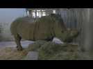 Arrivée de Dora, la nouvelle rhinocéros du Zoo de Paris