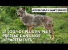 Ce qu'il faut savoir sur la présence du loup dans l'Aisne, la Marne et les Ardennes
