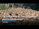 700 brebis dans les rues d'Eyguières pour la transhumance !