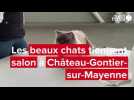 VIDEO. Concours de beauté pour chats de race à Château-Gontier-sur-Mayenne