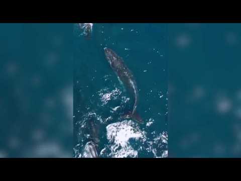 Une baleine à bosse à nouveau observée sur le gouf de Capbreton