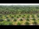 En Indonésie, le biodiesel contribue à la déforestation