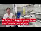 Depuis Saint-Lô, le laboratoire d'Algaïa imagine les futures utilisations des algues
