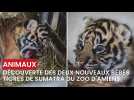 Découverte des deux nouveaux bébés tigre de sumatra du Zoo d'Amiens