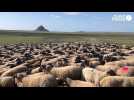 VIDEO. Quelle est la spécificité des moutons du Mont Saint-Michel ?
