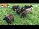 VIDEO. Des moutons de Ouessant à l'EPSM de Quimper