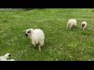 A Biache-Saint-Vaast, des moutons investissent le parc de la Flanerie