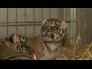 Deux bébés tigres naissent au Zoo d'Amiens : un peu d'espoir pour une espèce menacée