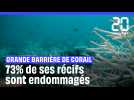 Australie : La Grande Barrière de corail subit le pire épisode de blanchissement jamais enregistré