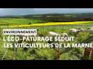 L'éco-pâturage séduit les viticulteurs de la Marne