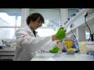 Toulouse : des vétérinaires travaillent sur la propagation de la grippe aviaire