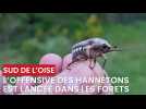 L'offensive des hannetons est lancée dans les forêts du Sud de l'Oise