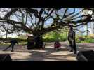 VIDEO. Des instants de grâce sous le hêtre pleureur de Bayeux