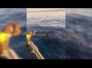 Un pêcheur tombe face à un banc de globicéphales