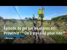 Épisode de gel sur les vignes en Provence :  On a travaillé pour rien 