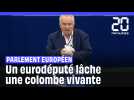 Bruxelles : un eurodéputé lâche une colombe vivante à l'intérieur du Parlement européen