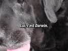 Découvrez Darwin, le labrador toulousain le plus vieux de France