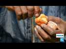 Production de la noix de cajou au Kenya : plusieurs usines ne protègent pas leurs salariées