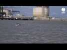 VIDEO. Cinq dauphins aperçus par des chasseurs dans l'estuaire de la Loire