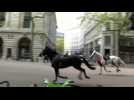 VIDÉO. Des chevaux en cavale sèment la pagaille en plein centre de Londres