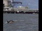 VIDEO. Cinq dauphins ont été aperçus dans l'estuaire de la Loire