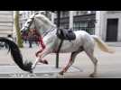 Wild West à Londres: chevaux militaires se déchaînent, blessant quatre personnes