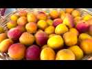 Medfel 2024, prévision de récolte abricots