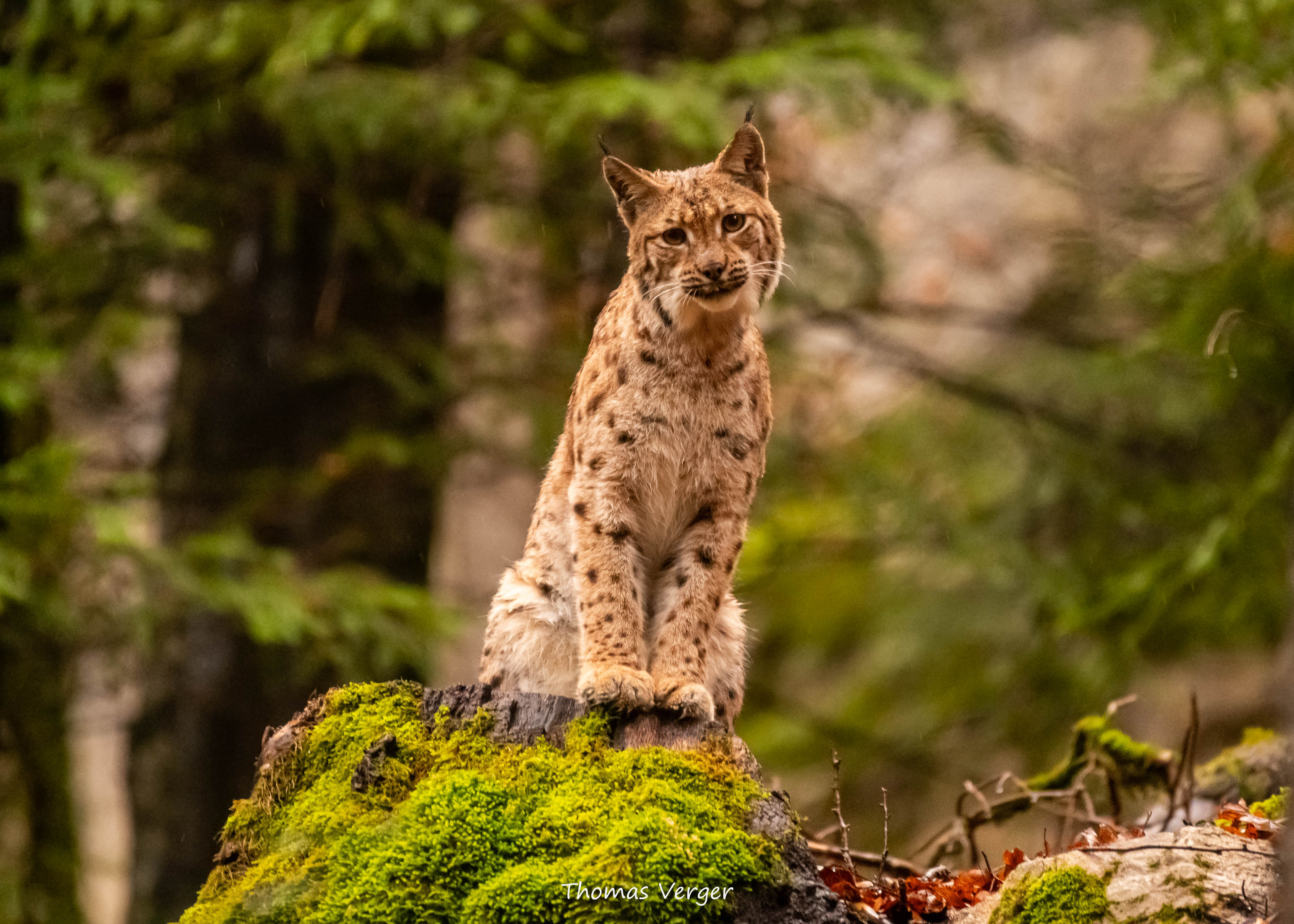 À la lisière, Lorane et le lynx boréal