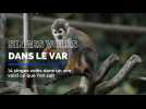 14 singes volés en pleine nuit dans un zoo du Var