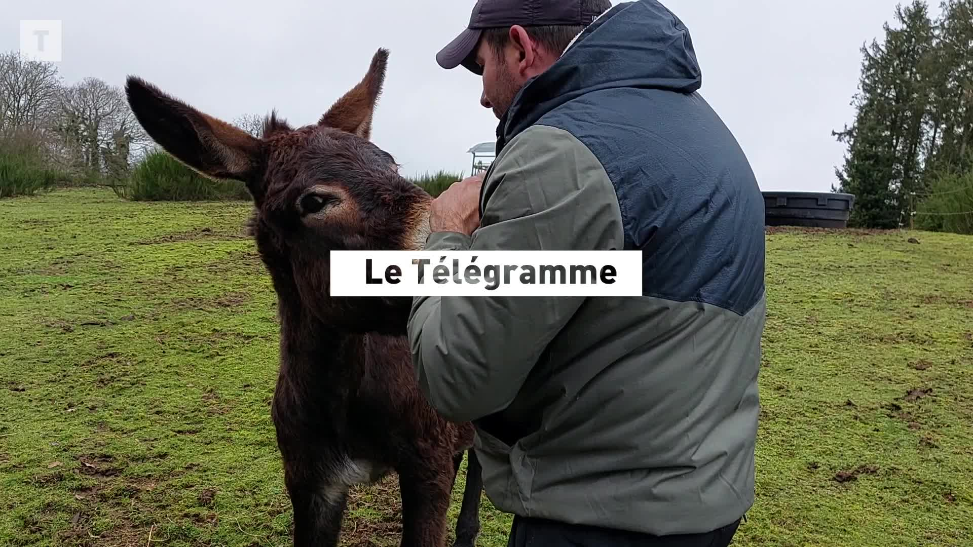 Dans les Côtes-d'Armor, des animaux miraculés viennent en aide aux personnes fragiles [Vidéo]