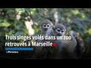 Trois singes volés dans un zoo retrouvés à Marseille