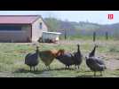Gers : une expérimentation sur la biosécurité dans un élevage de volailles