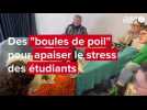 VIDEO. À Saint-Brieuc, des ateliers « boules de poils » pour apaiser le stress des étudiants