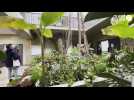VIDÉO. 30 000 végétaux exposés à Angers : immersion Vingt mille lieux sous le vert avec l'Expo flo