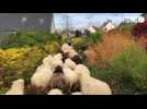 VIDÉO. À Saint-Brieuc, des transhumances de moutons, des bénévoles et de la bonne humeur