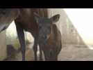 Zoo de Beauval: premier bébé céphalophe à dos jaune né en France