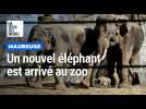 Le zoo de Maubeuge accueille Jivann, un nouvel éléphant