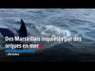 Des Marseillais inquiétés par des orques en pleine mer