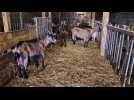 A Bolleville, la chèvrerie des fossés ouvre ses portes au public samedi 23 et dimanche 24 mars 2024