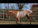 Etaimpuis. Un cheval et de la peinture pour faire de la biomécanique