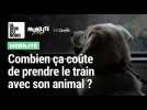 Train : le billet de mon animal de compagnie est-il gratuit ?