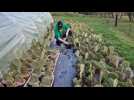 Près de Bernay, Jessy Charetiers produit des cactus 100% Normands