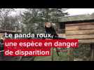 VIDEO. Le panda roux en danger d'extinction : la pédagogie mise en place au zoo de Jurques
