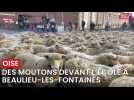 Oise: des moutons devant l'école de Beaulieu-les-Fontaines